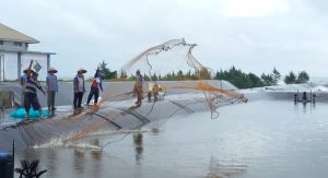 Jelang Panen Raya BUBK Kebumen Sukses Panen Parsial Udang Vaname 45 Ton.
