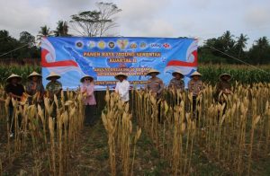 Polres Kebumen Panen 0,42 Ton Jagung, Sekaligus Luncurkan Operasional SPPG Polri