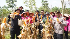 Brimob Jateng Panen 8 Ton Jagung di Kendal, Wujud Dukungan terhadap Program Ketahanan Pangan Nasional